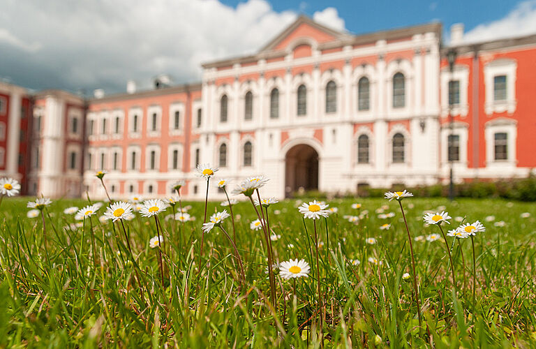 Gänseblümchen-Wiese im Vordergrund unnd Backsteingebäude der Latvia University im Hintergrund