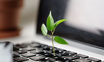 Eine kleines Pflanze, ein Ficus-Sproß, wächst aus einer Tastatur - ein Symbolbild für das grüne Büro