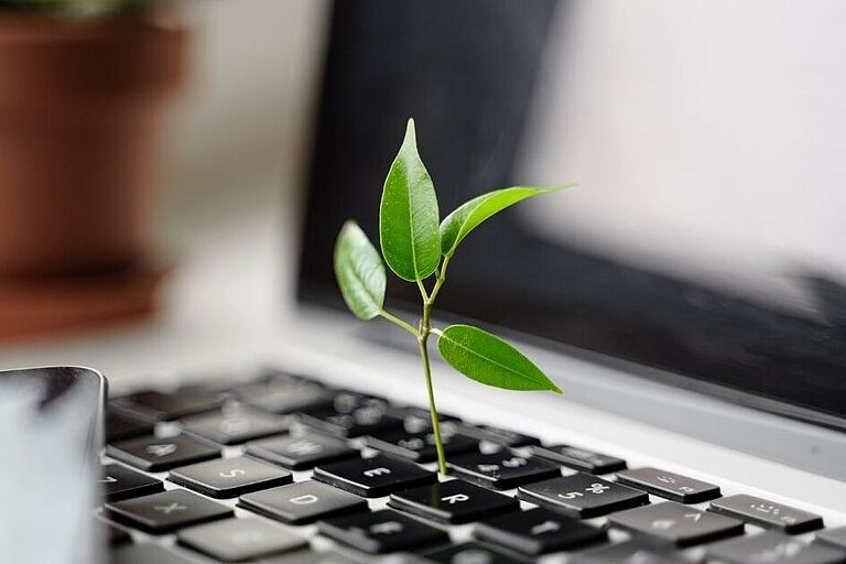 A small plant, a ficus sprout, grows from a keyboard - a symbolic image for the green office