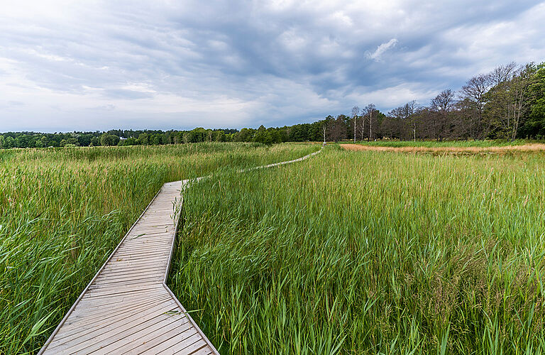 Ein Weg auf einer sehr grünen Wiese in einer idyllischen nur leicht bewaldeten Umgebung